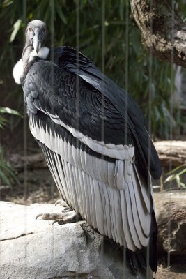 Andean Condor.