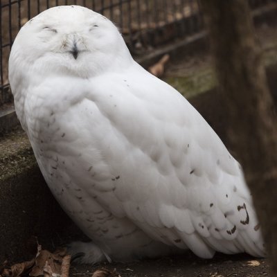 Hedwig!