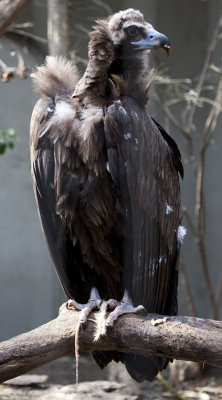 Dude, you've got some rat guts on your beak.