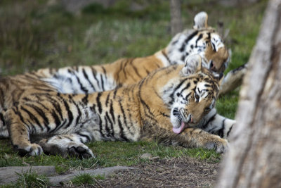 Aww they're just big kittehs.