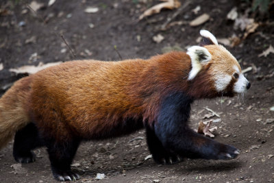 Red Panda!!!!!!