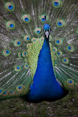 Peacock, at it again.