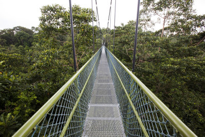 Tree Top Walk, MacRitchie Reservoir, Singapore.