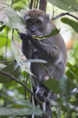 Hungry Macaque!