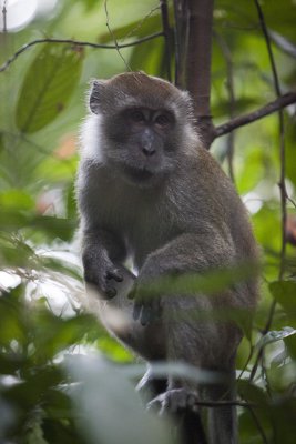 Pensive Macaque!