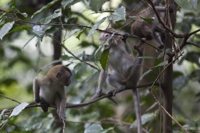 Baby Macaques!