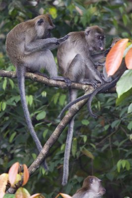 Macaques!