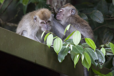 Macaques!