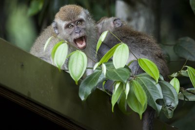 Macaques!