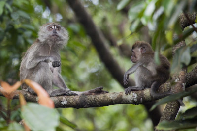 Macaques!