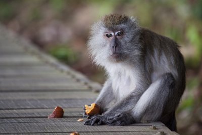 Hungry Macaque.