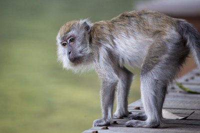 Curious Macaque.