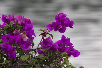 Flowers at the side of the reservoir.