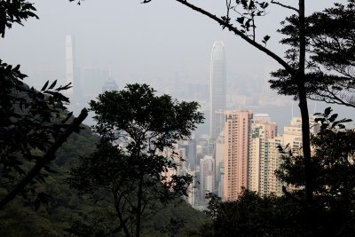 Hong Kong from between the trees.