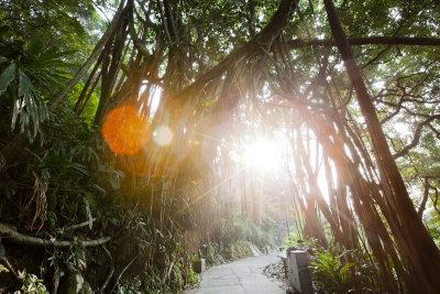 Sunlight through the hanging tree.