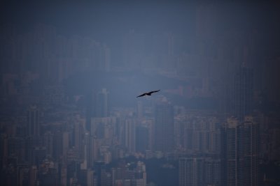 Hawks in Hong Kong!