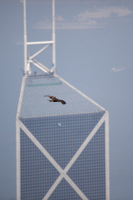 Hawk in front of the Bank of China tower.