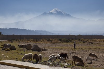 Grazing sheep and their herder, Orizaba looms above.