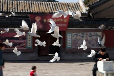 Pigeons taking flight in the temple.