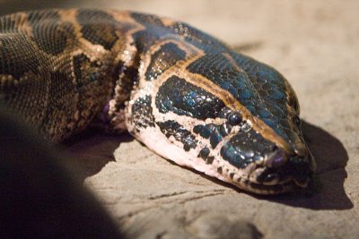 An enormous python in a very dark room.