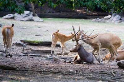 A big buck and, perhaps, his children.