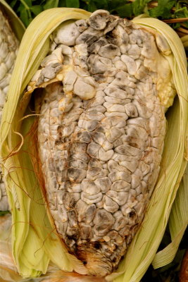 CUITLACOCHE