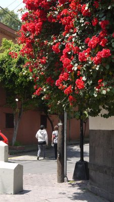 BARRIO DE MIXCOAC