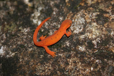 Orange Mountain Gecko