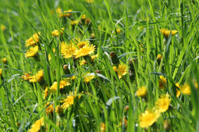 Vermont Spring
