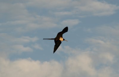 Frigate Bird,  Fregatus magnificens