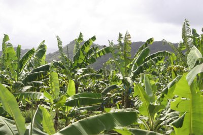 Bananas - #1 Export of St. Lucia