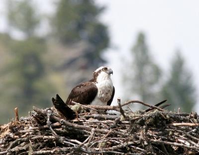 osprey