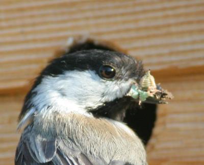 Small Birds