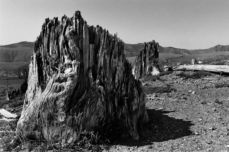 Destroyed Trees at Mt Saint Helens