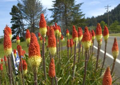 Oregon Flowers