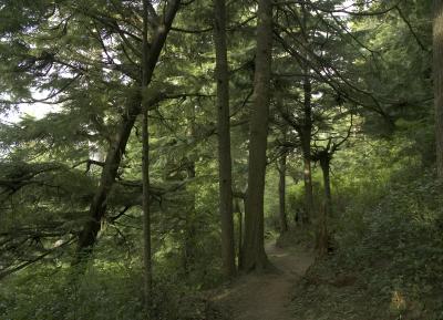 Oregon Coast Rainforest