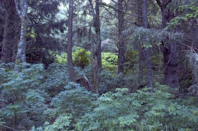 Oregon Coast Rainforest Again