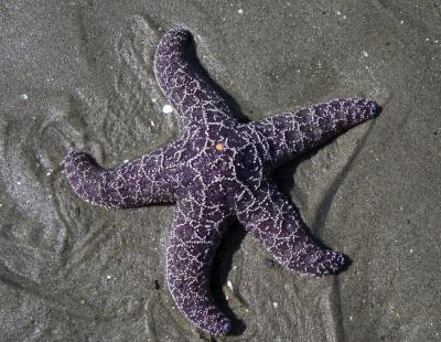 Rocky Creek Starfish