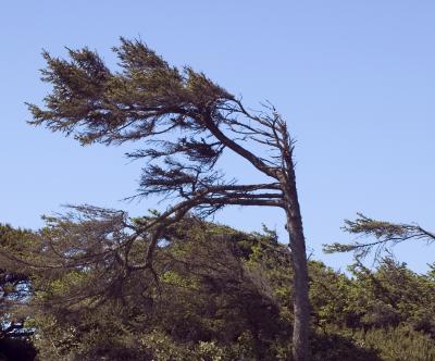 Seal Rock Blown Trees