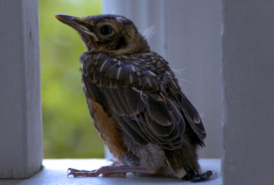 Baby Bird on the Porch