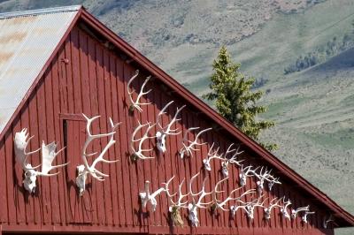 Elkhorns on the Barn