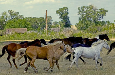 More Horses Running