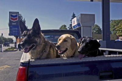 Dogs in a Pickup