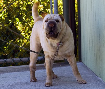 Sharpey Guard Dog