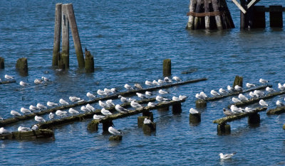 Gulls in a row