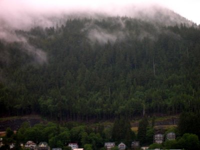 Ketchikan Trees smoking clouds