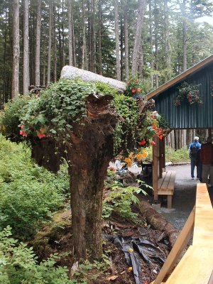 Upside Down Tree Planter Juneau