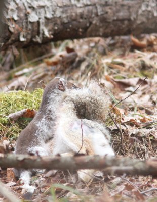 Long-tailed Weasel with Snowshoe Hare