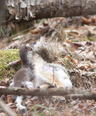 Long-tailed Weasel with Snowshoe Hare 2