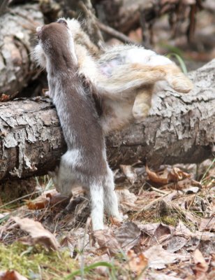 Long-tailed Weasel with Snowshoe Hare 3